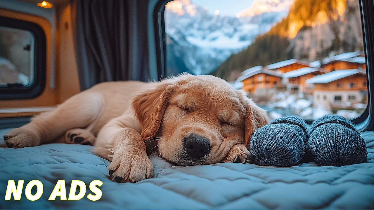 12 Hours Of Relaxing Dog Music 🐕 Calming Music for Dogs 🎧 Soothing Deep Sleep Music No Ads💖