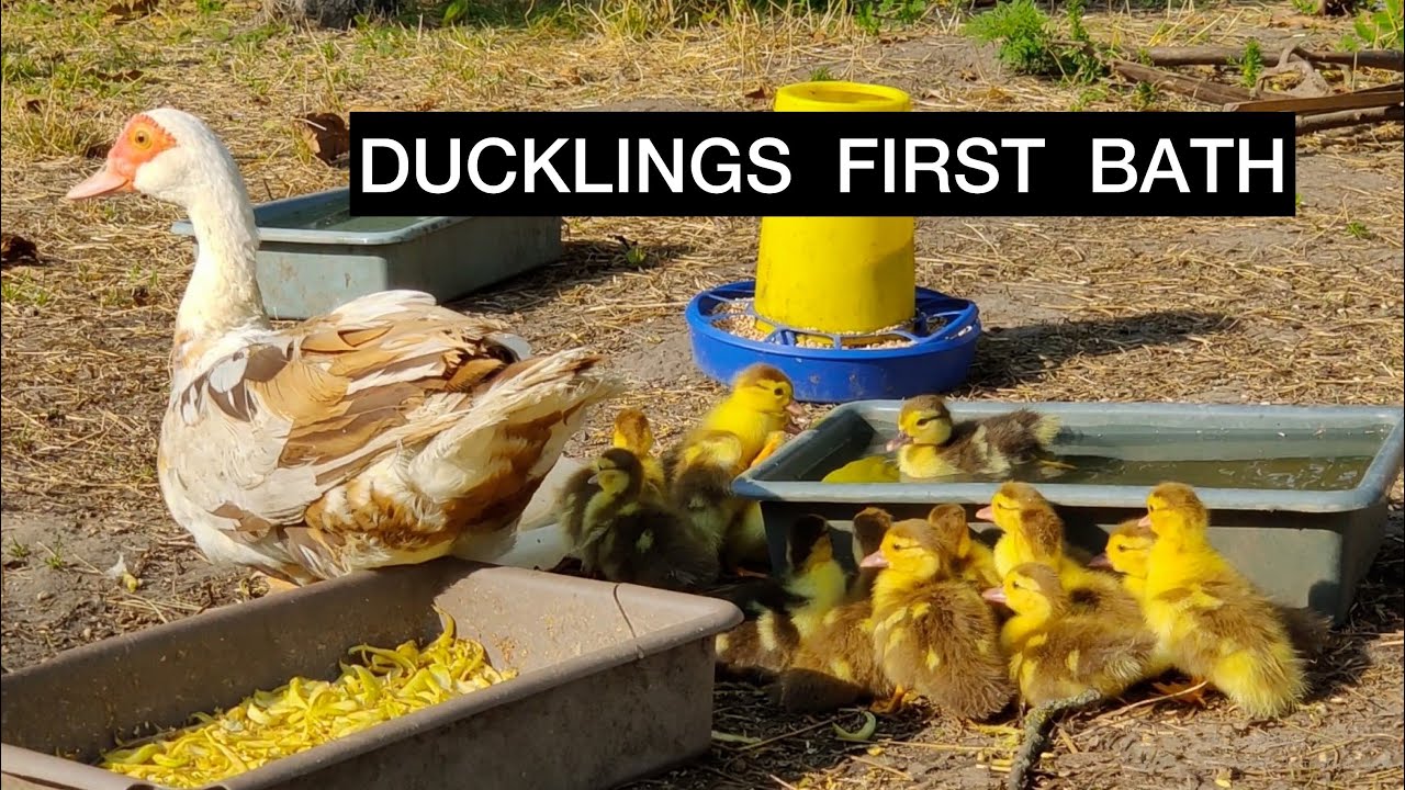 First Bath for Cute Muscovy Ducklings