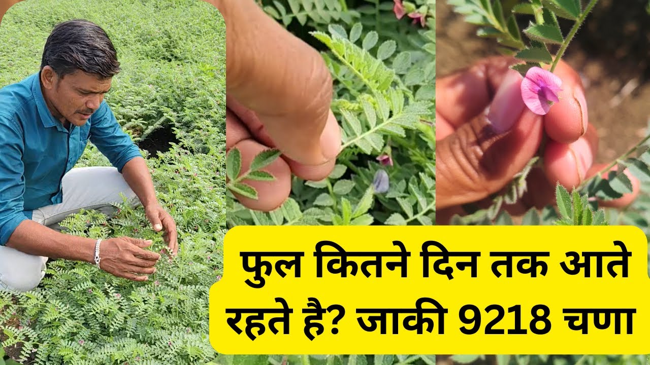 फुल कितने दिन तक आते रहते है जाकी 9218 चणा रब्बी हंगाम 2025 ते 2026