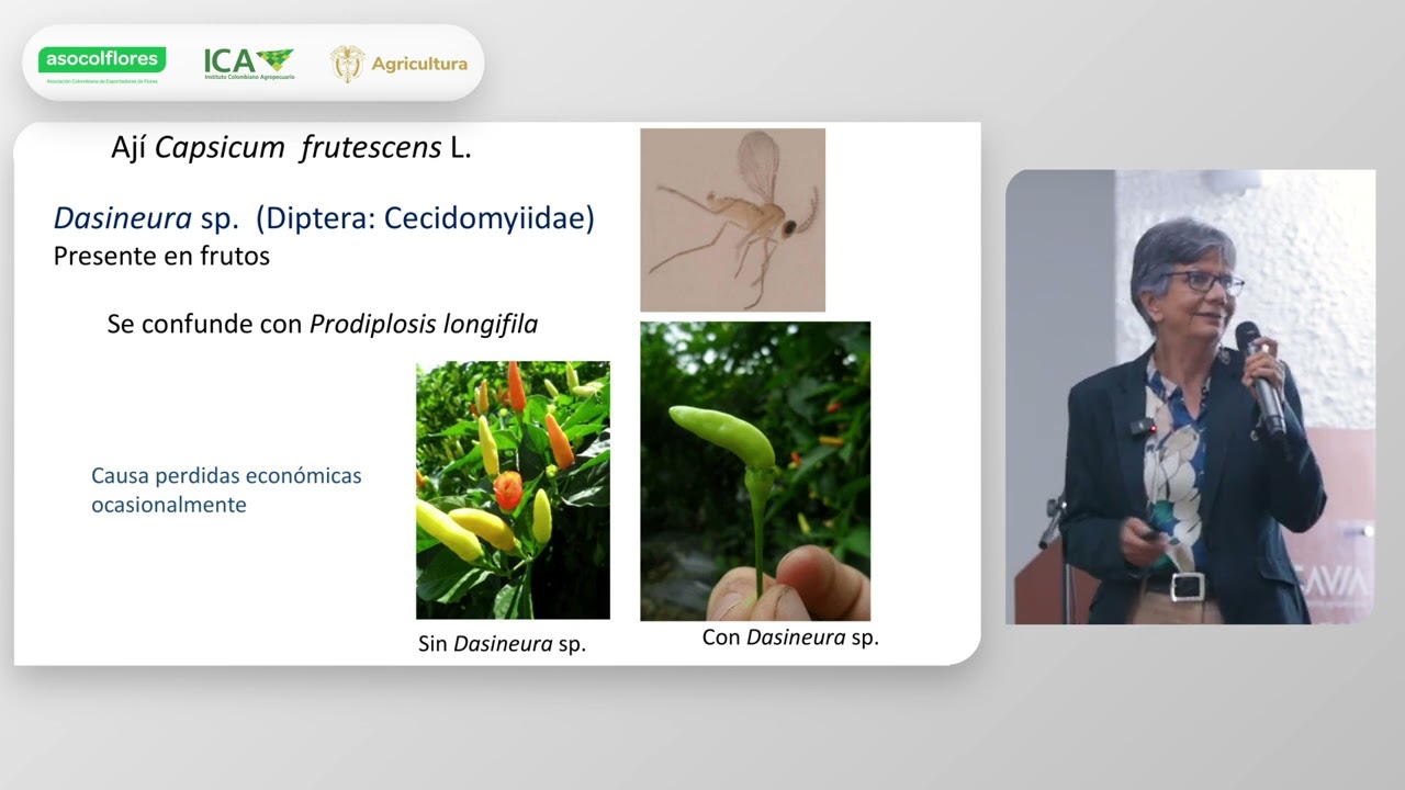 Biología de Prodiplosis longifila (Diptera:Cecidomyiidae) y perspectivas para su control