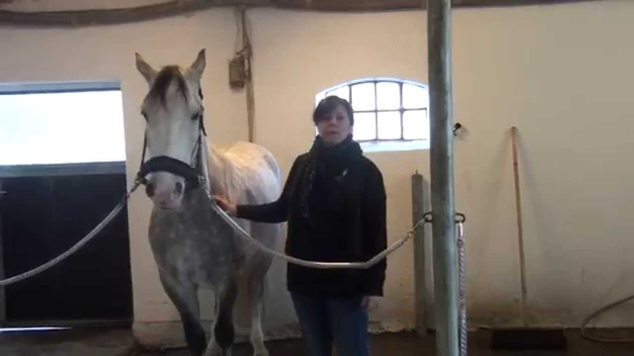Velkommen til Kranio-hest.dk - video 2
