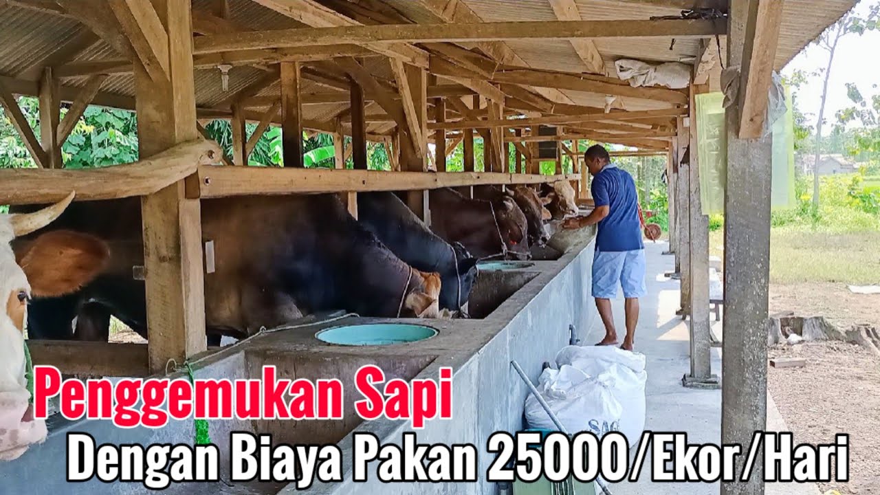 Usaha Penggemukan Sapi Dengan Biaya Pakan 25 Ribu/Ekor Capai Bobot 1-2 Kg Perhari