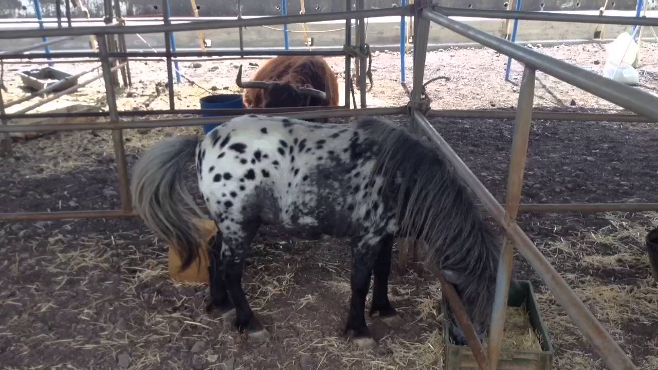 Circo Dallas na Povoação