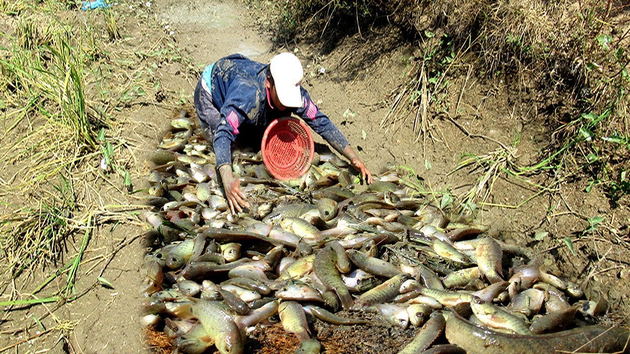 Unique fishing A lot OF Fish - Mud Catching A Lot Of Fish Near The Rice Field