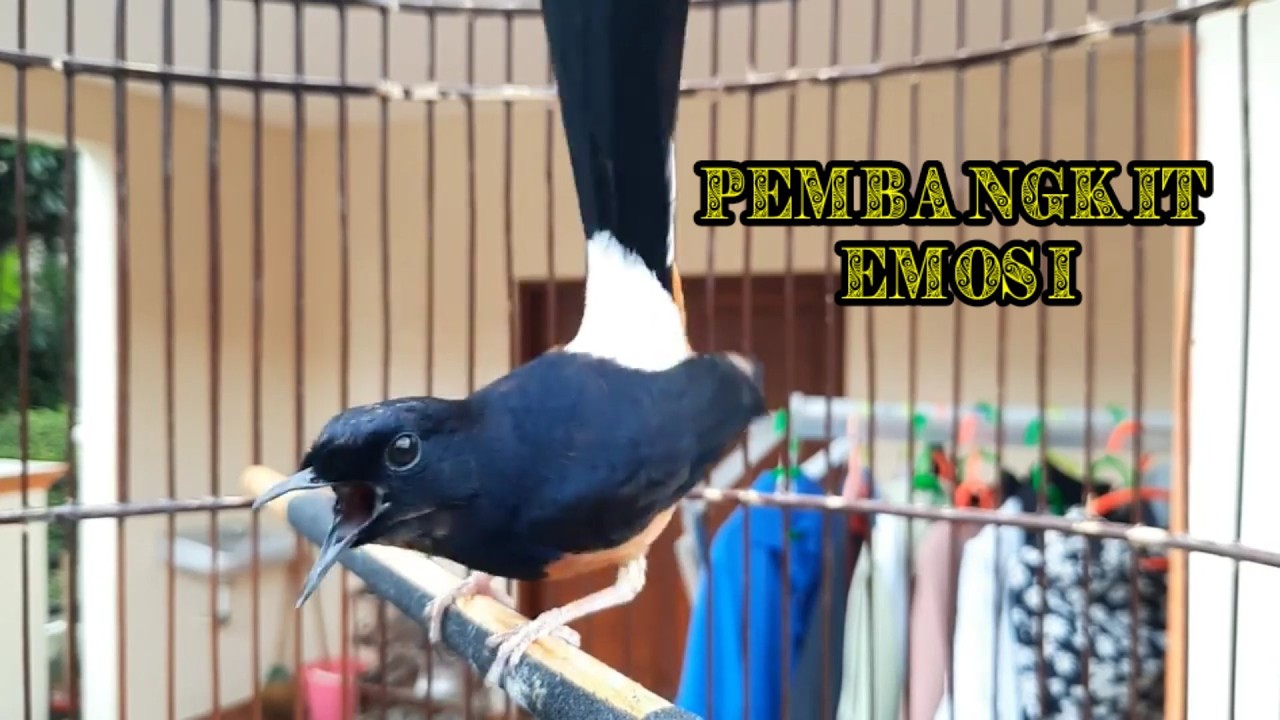 TRETEKAN MURAI BATU AMPUH UNTUK MEMBUAT MURAI DIAM JADI GACOR ISIAN CILILIN KENARI KASTEM