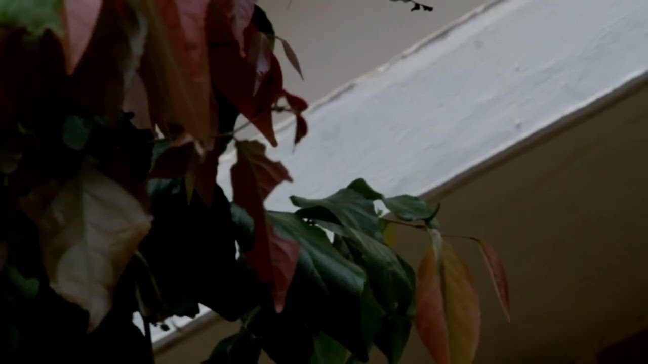 Canon 7D Video Recording
