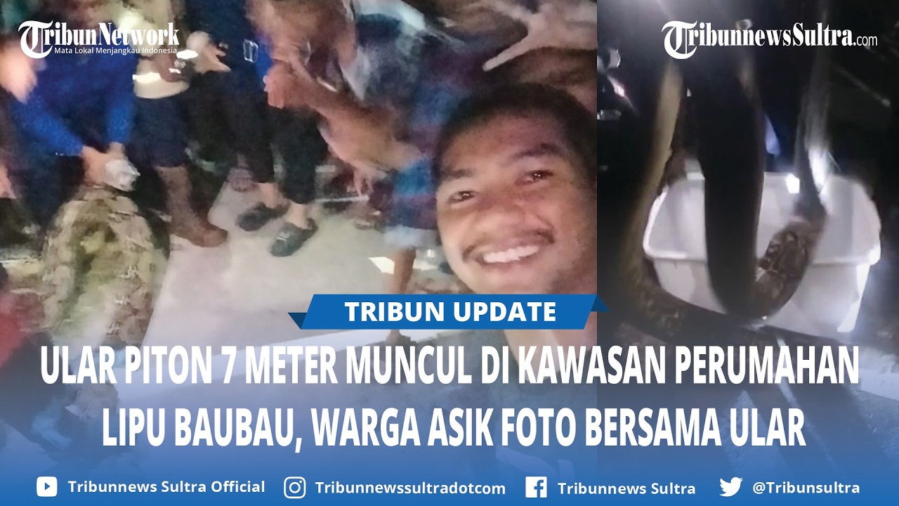 Ular Piton 7 Meter Muncul di Kawasan Perumahan Lipu Baubau, Warga Pilih Foto Bersama