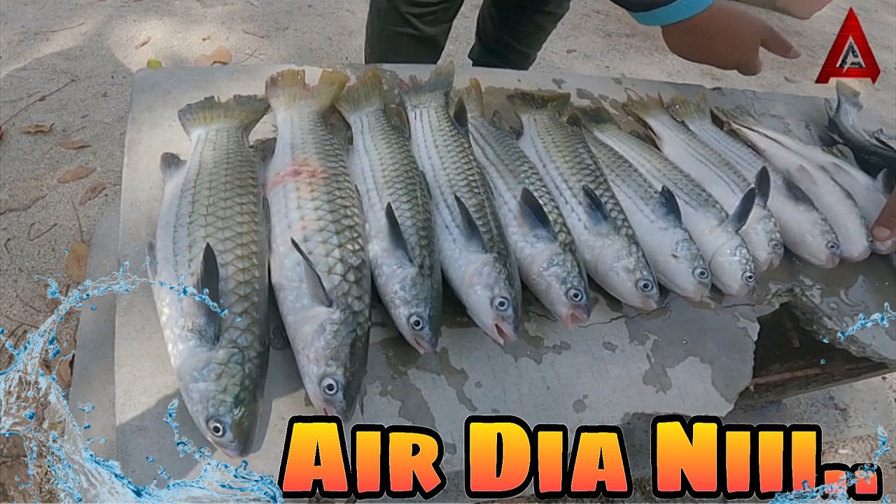 KERANA IKAN INI KAWAN AKU KENA RACUN TERUK | IKAN MAKAN SANGAT - SANGAT