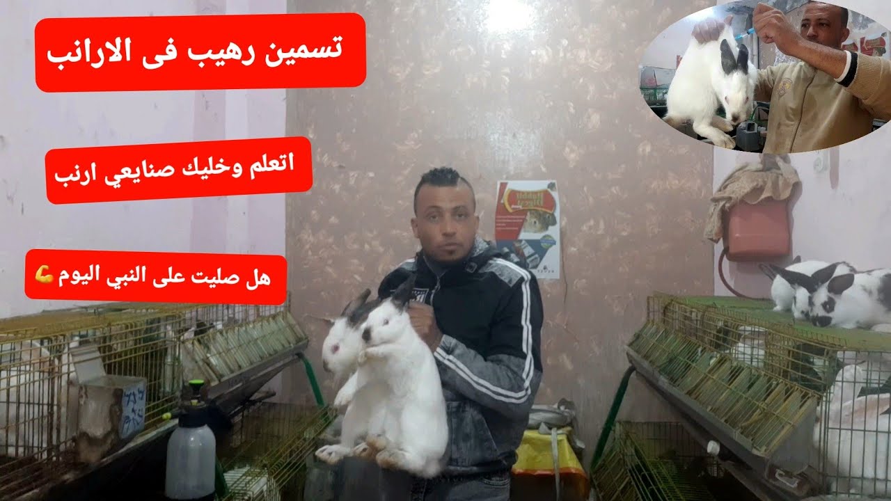 تسمين رهيب في الارانب بعد الفطام وعلى مسئوليتي وارانب فطام ما فيهاش جرب ثاني صنايعي ارنب