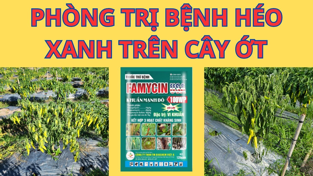Bệnh Héo Xanh Trên Cây Ớt: Nguyên Nhân, Khả Năng Gây Hại Và Cách Phòng Trị