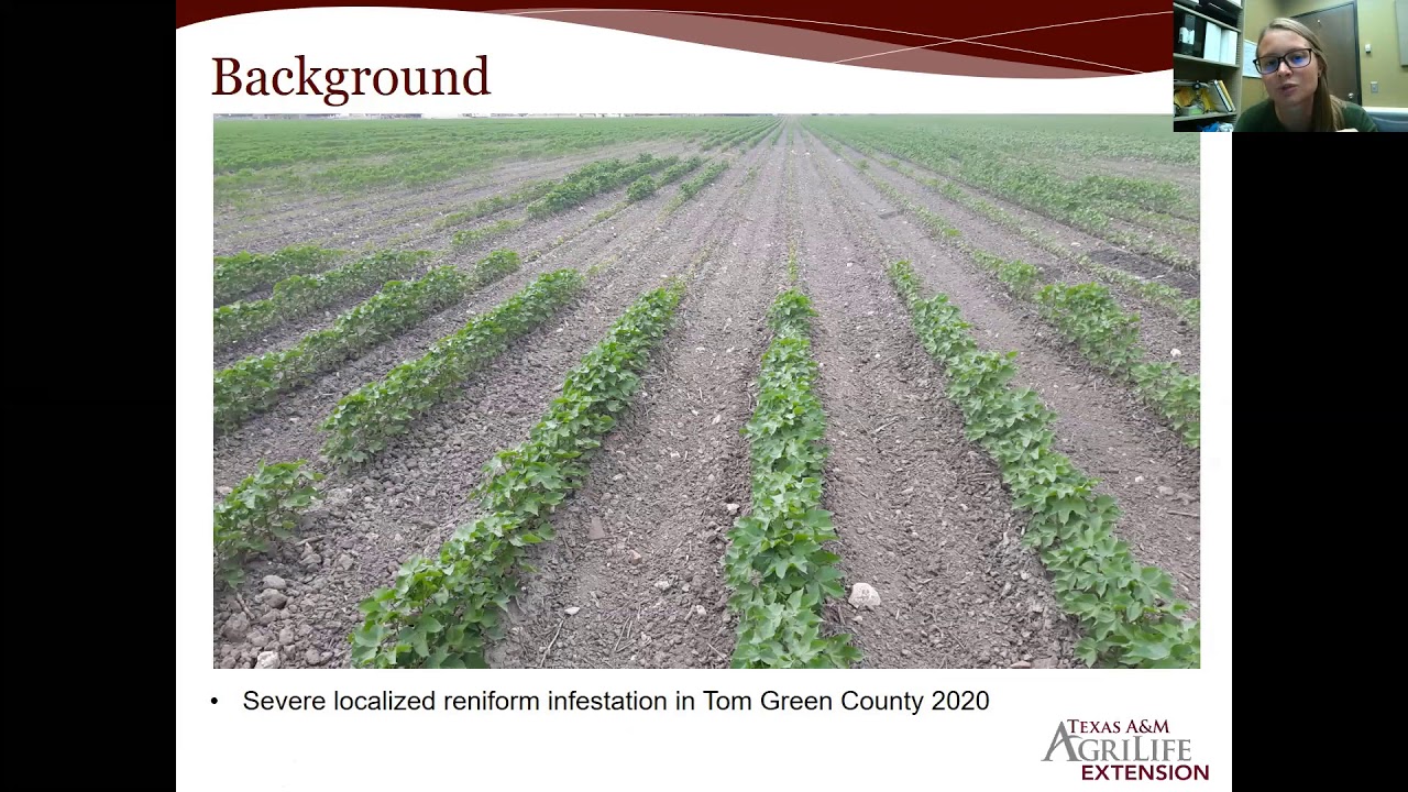 Impact of Cotton Genetics and Nematicides on Reniform Nematode Populations and Yield