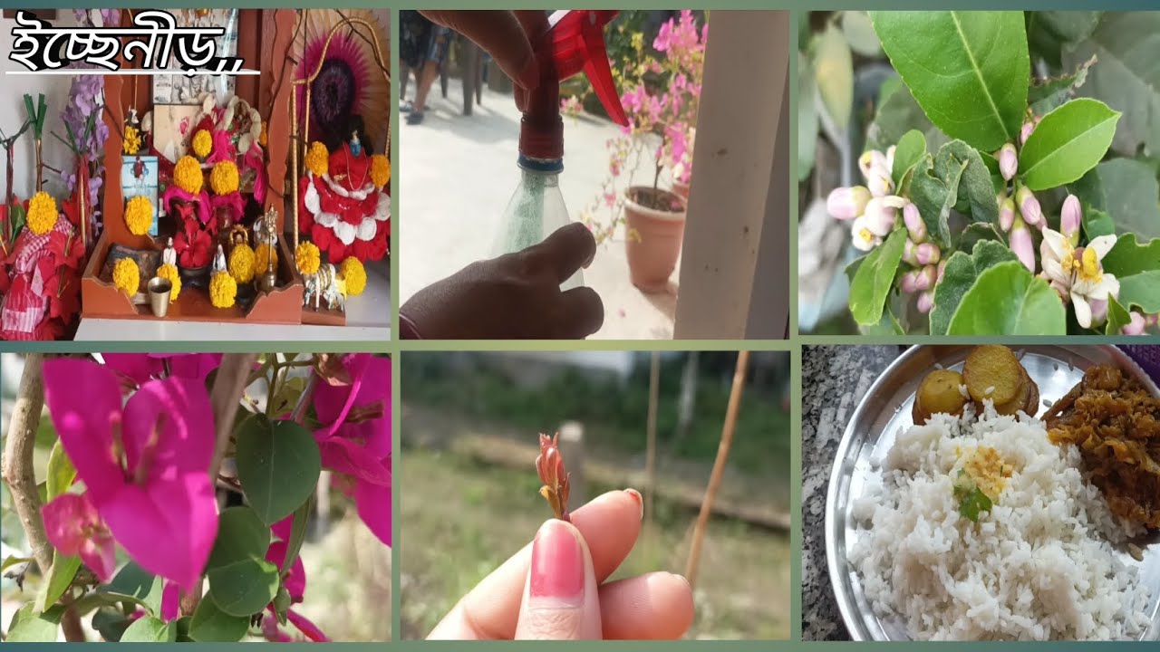 আজ কিভাবে 🌲গাছের পরিচর্যা করলাম দেখুন #newpost  #bengolividio 