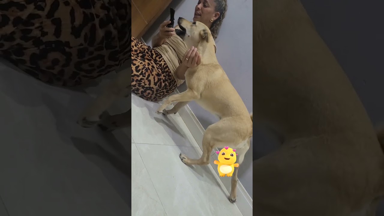 Olha isso🐕‍🦺💜🤣
