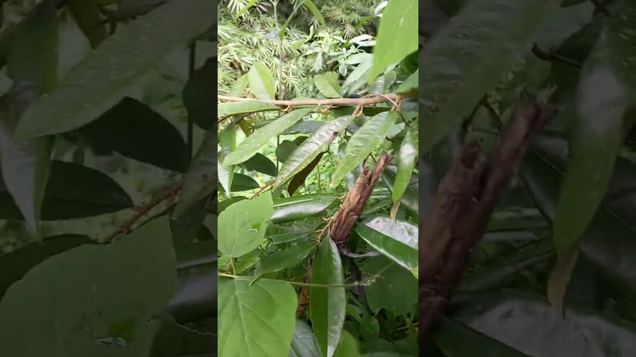 Cek durian duri hitam musangking  dan kita pruning agar cepat berbuah