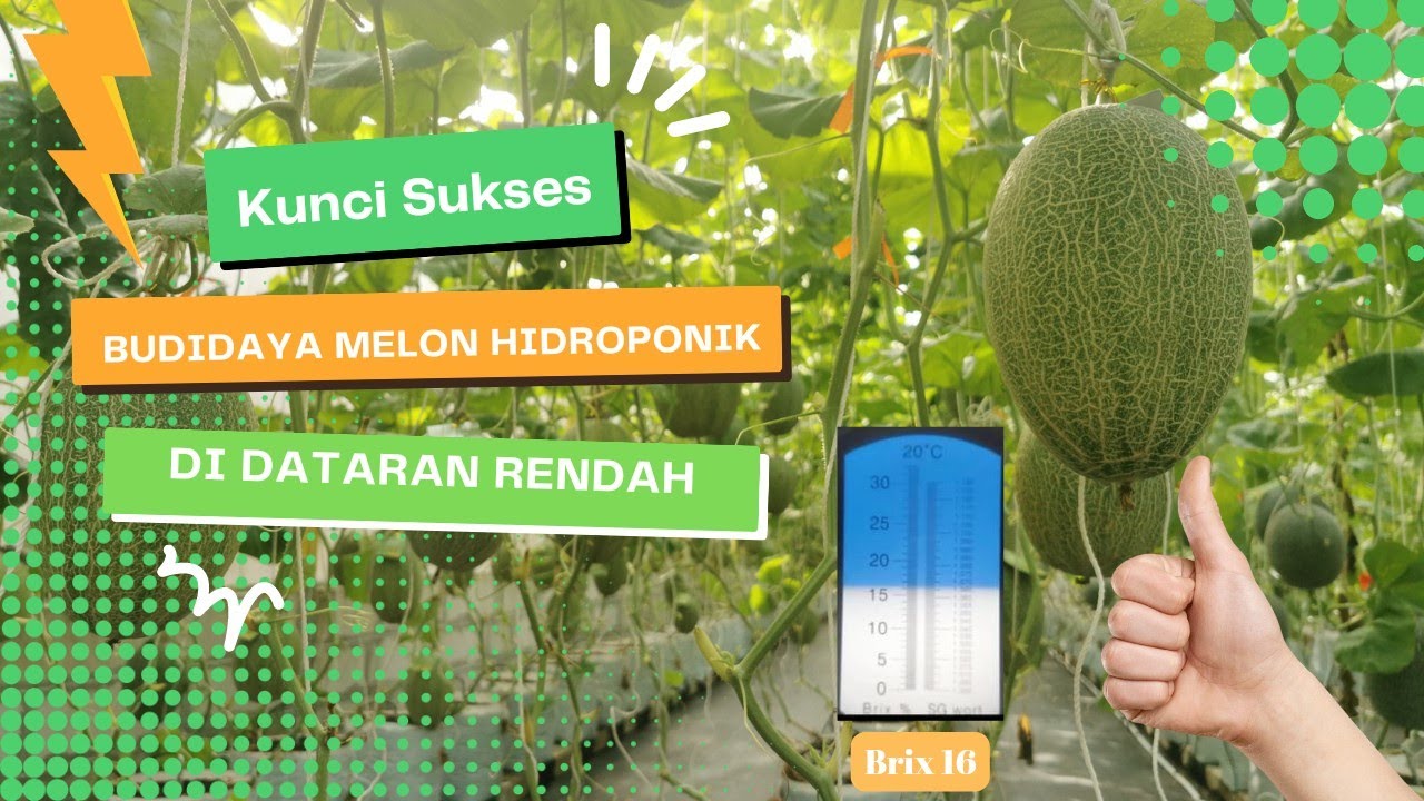 Kunci Sukses Budidaya Melon Sweet Hami di Dataran Rendah.