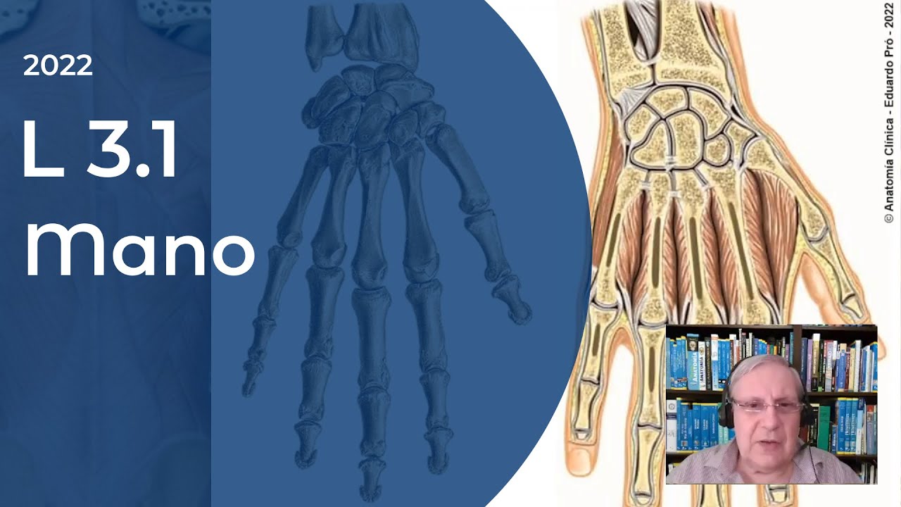 L3.1 | Mano | Profesor Eduardo A. Pr&oacute; | Anatom&iacute;a 2 | FMed UBA