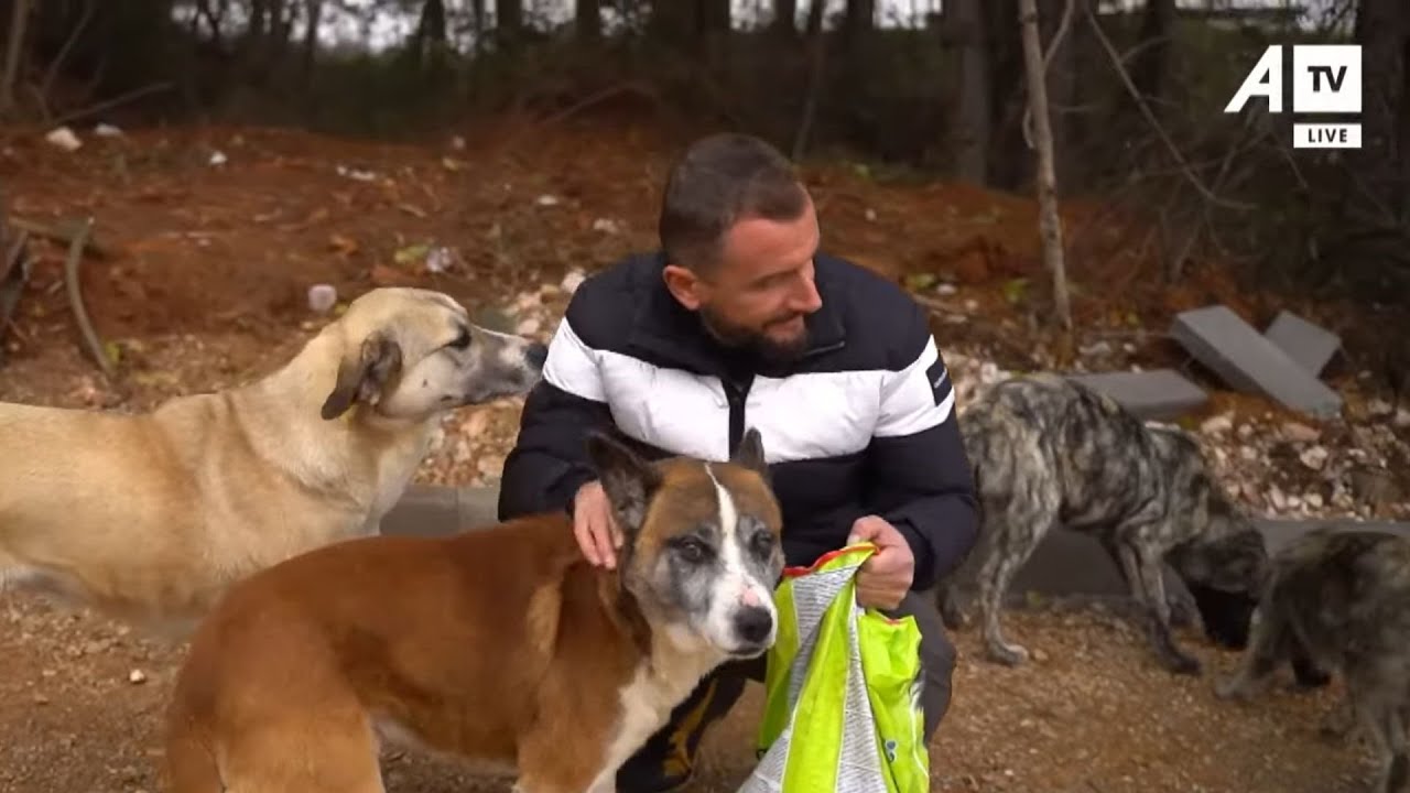 Dy shokë ndërtuan strehimore për qentë endacakë me mjetet vetjake