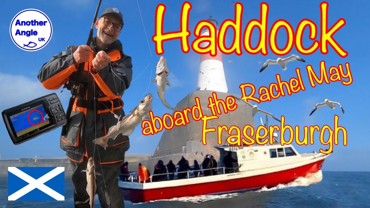 Haddock : aboard the Rachel May : Fraserburgh : North Sea