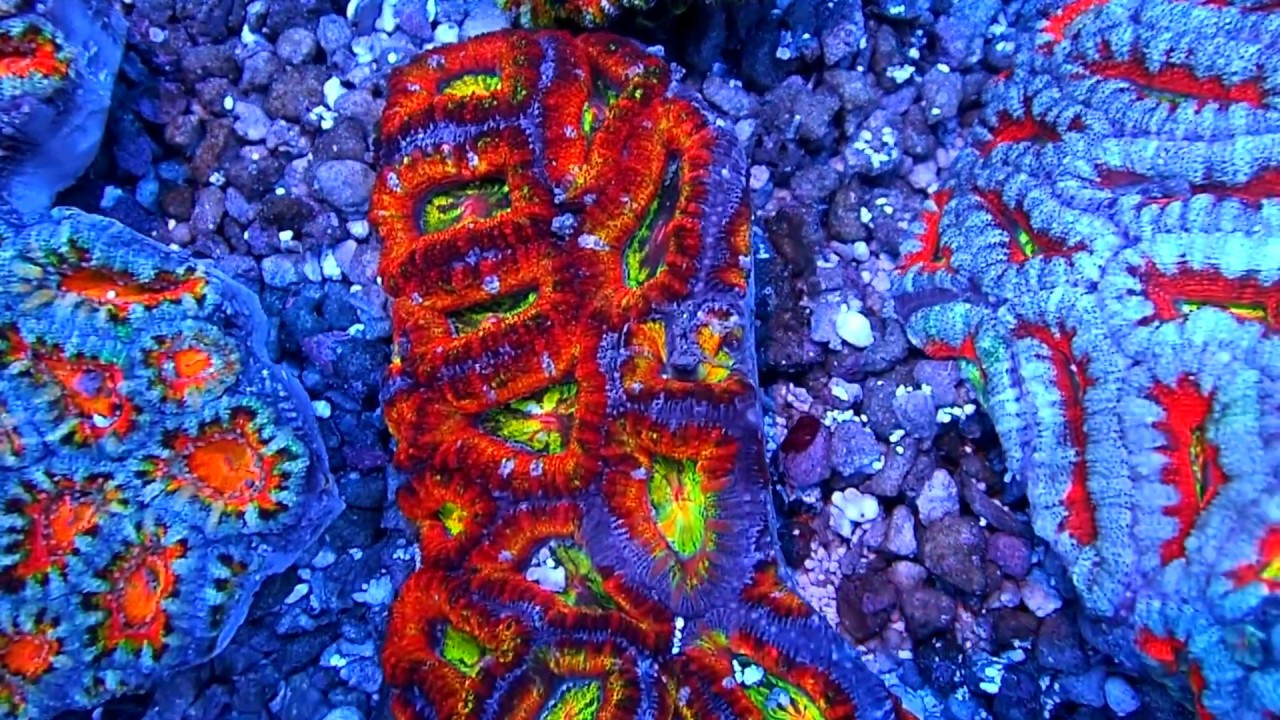 Aussie Acan shipment at Candy Corals