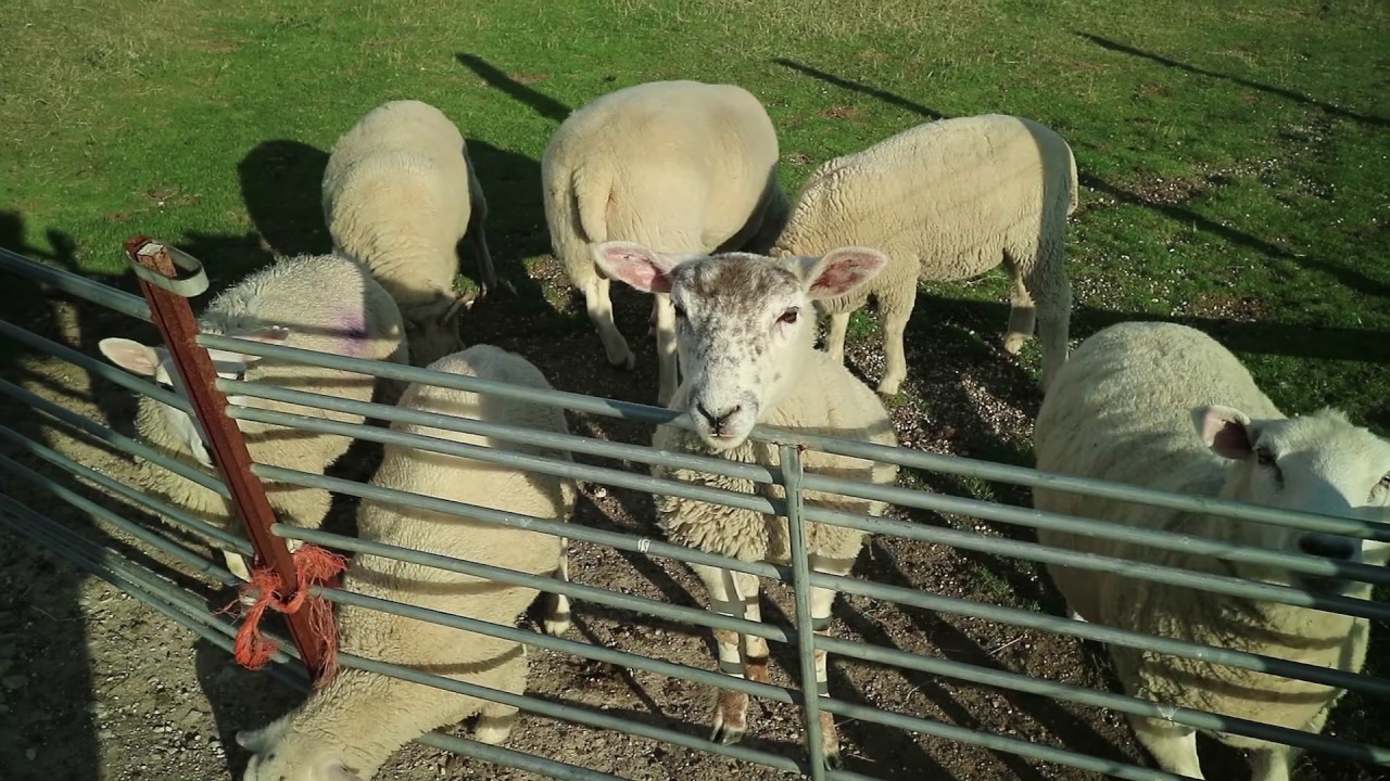 Various creatures at Fancy's Farm on Portland