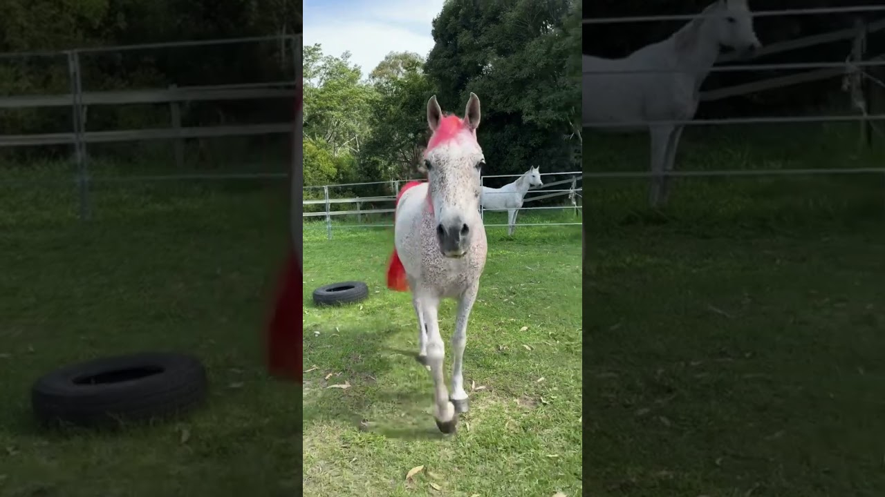 The story of Aragon #equestrain #horses #equestrian