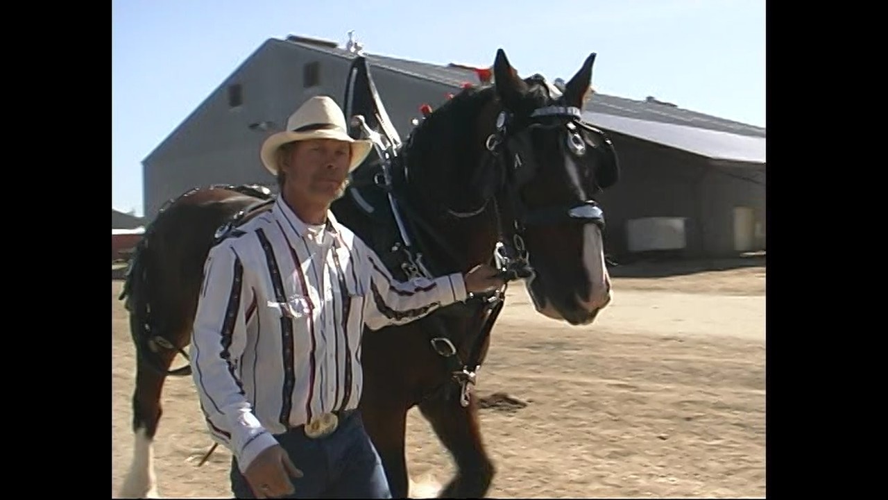 Draft Horse Show (2001)