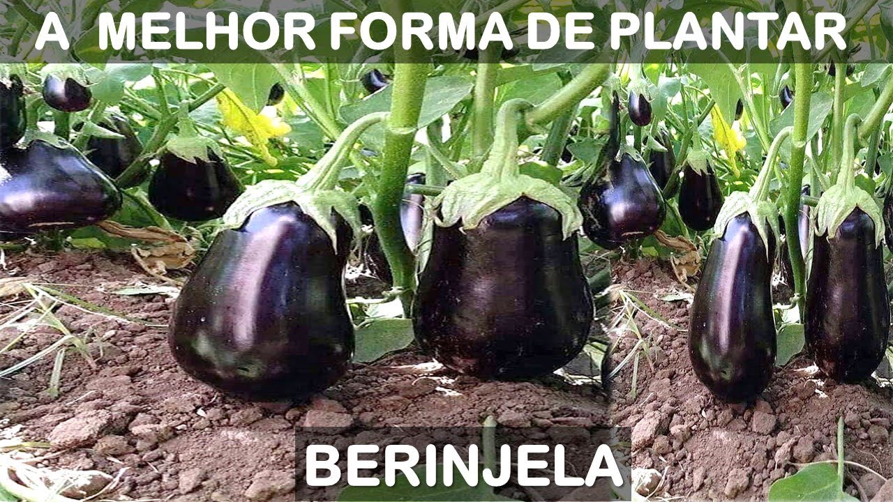 COMO PLANTAR BERINJELA PASSO A PASSO (Colha em 70 dias)