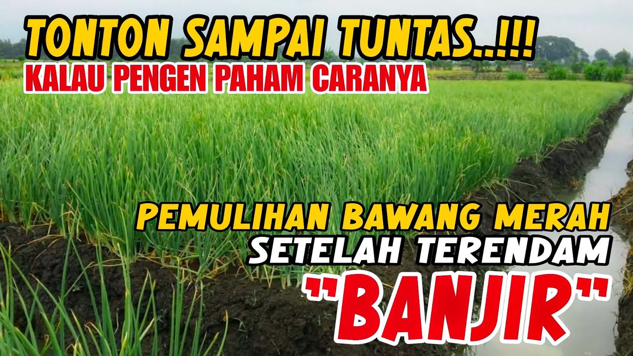 BAWANG MERAH KEBANJIRAN⁉️INI DIA‼️‼️SOLUSI TEPAT MENYIKAPI BAWANG MERAH KEBANJIRAN