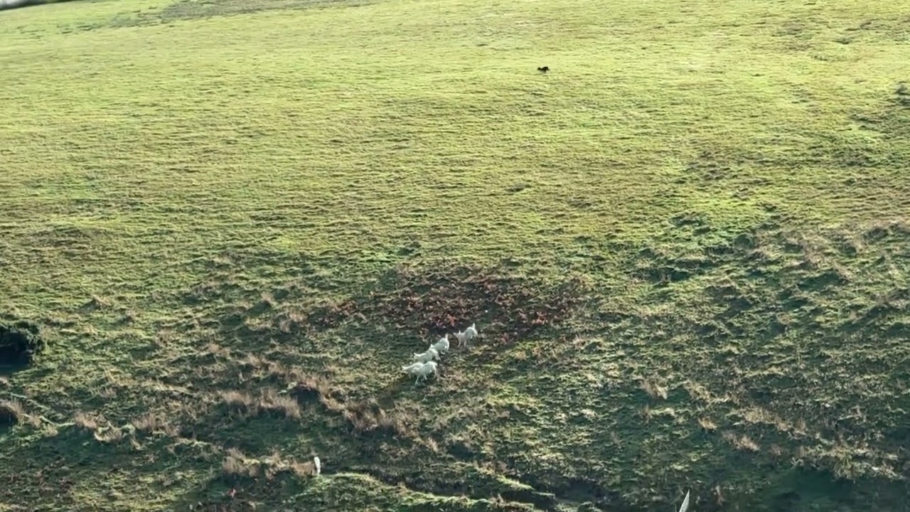 Cap 2nd Woolhanger Sheepdog Trial 2025