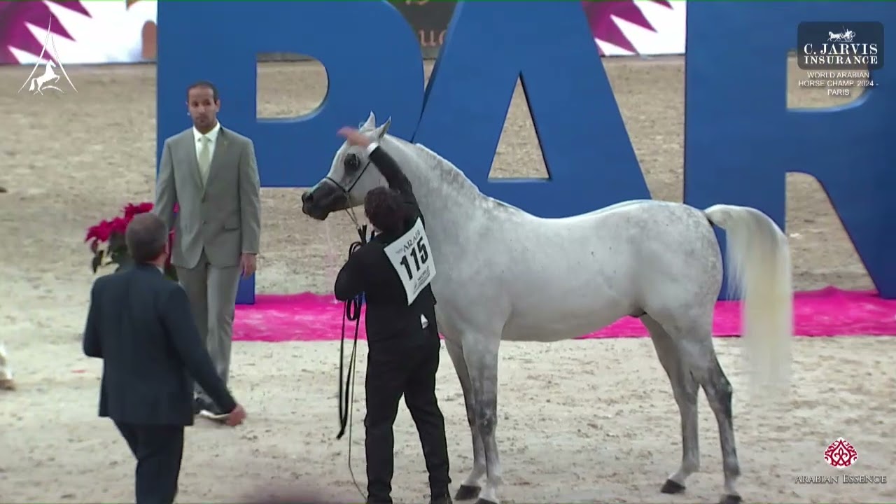 N 115 EKS FARAJJ   World Arabian Horse Championship 2024   PARIS   Senior Males   Section A Class 6A