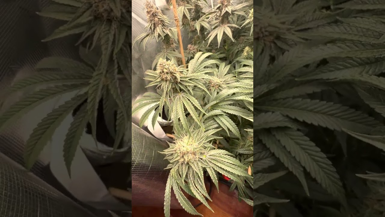 Day 58 of flower kidkaya and covert genetics