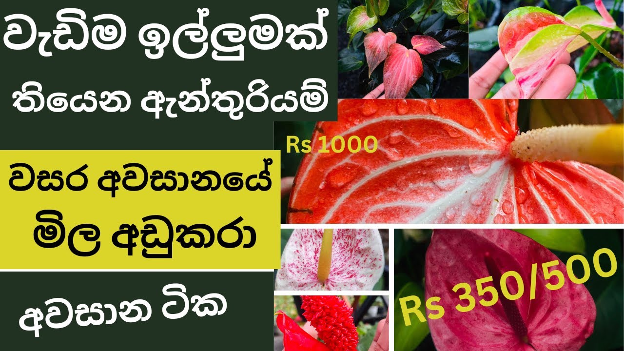 🩷හැමෝම ඉල්ලන ඇන්තුරියම් මිල අඩු කරා - Anthurium #sale #2023|Christmas🌲|Rs 350/500