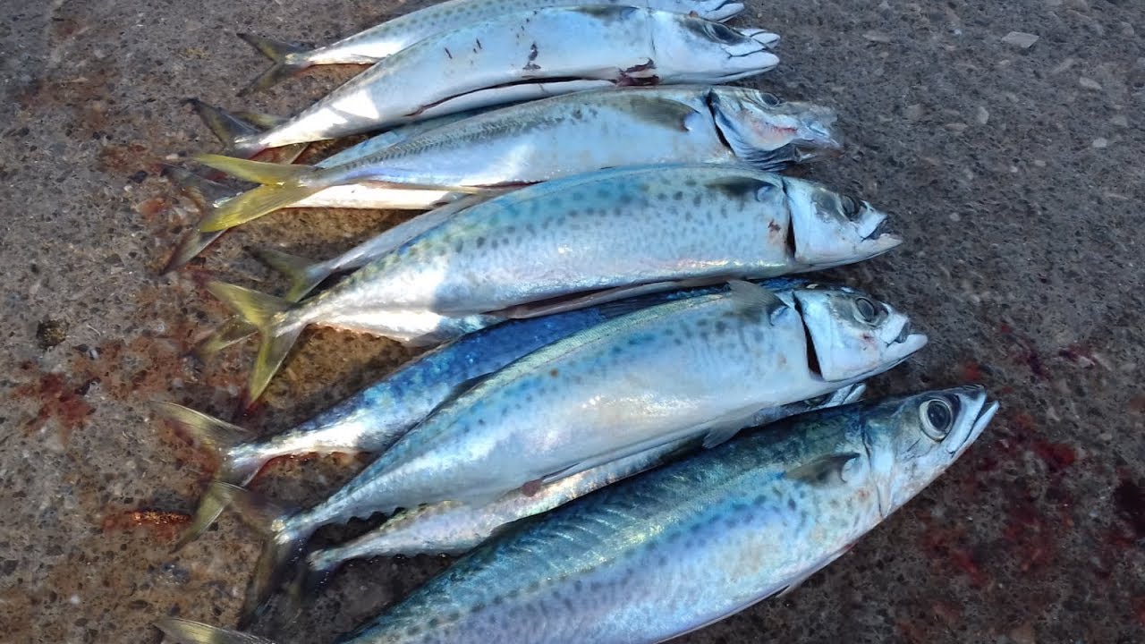 Shore fishing Adriatic Sea for Mackerel (Selce)