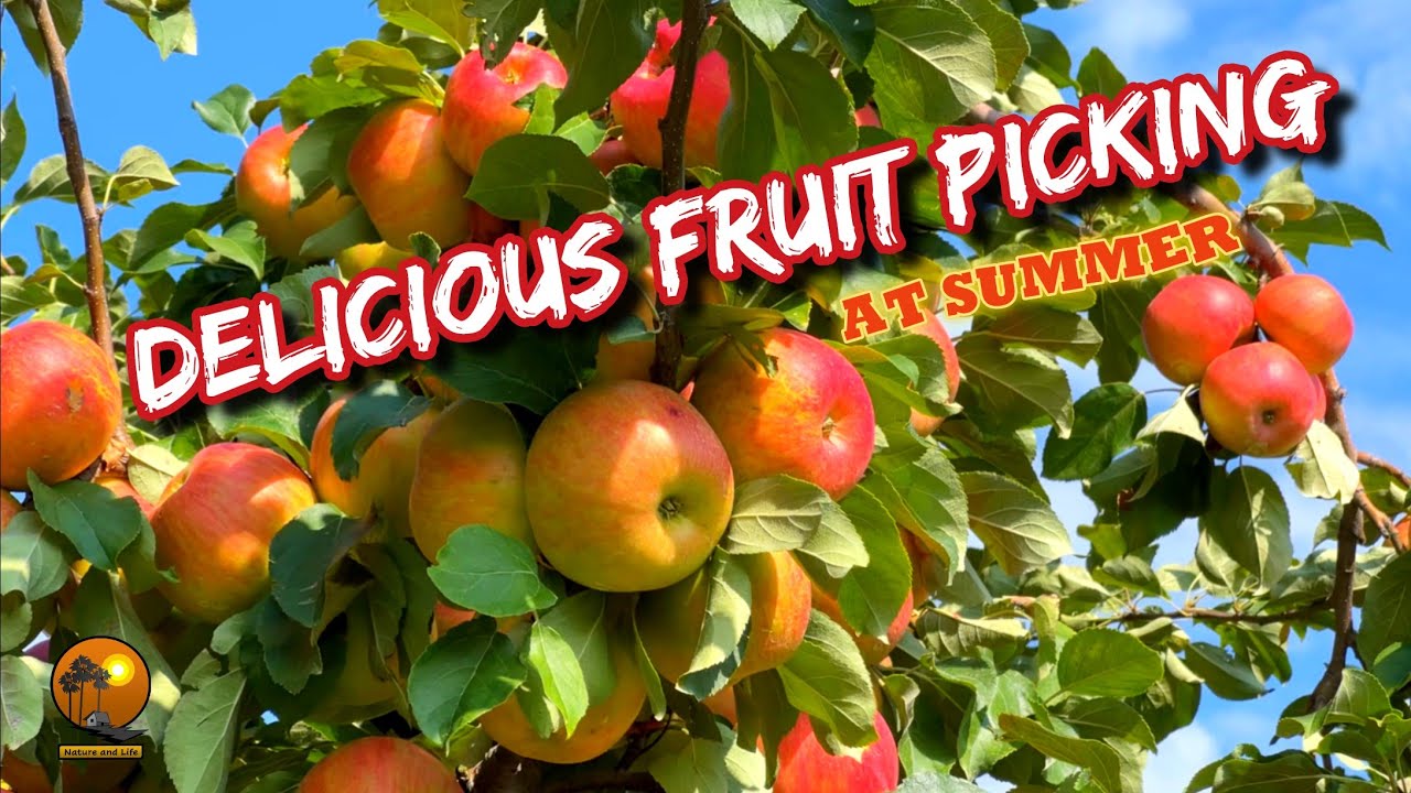 Delicious fruit picking at Baugher's Orchard, Maryland || #youtubeshorts #fruit #fruitpicking 
