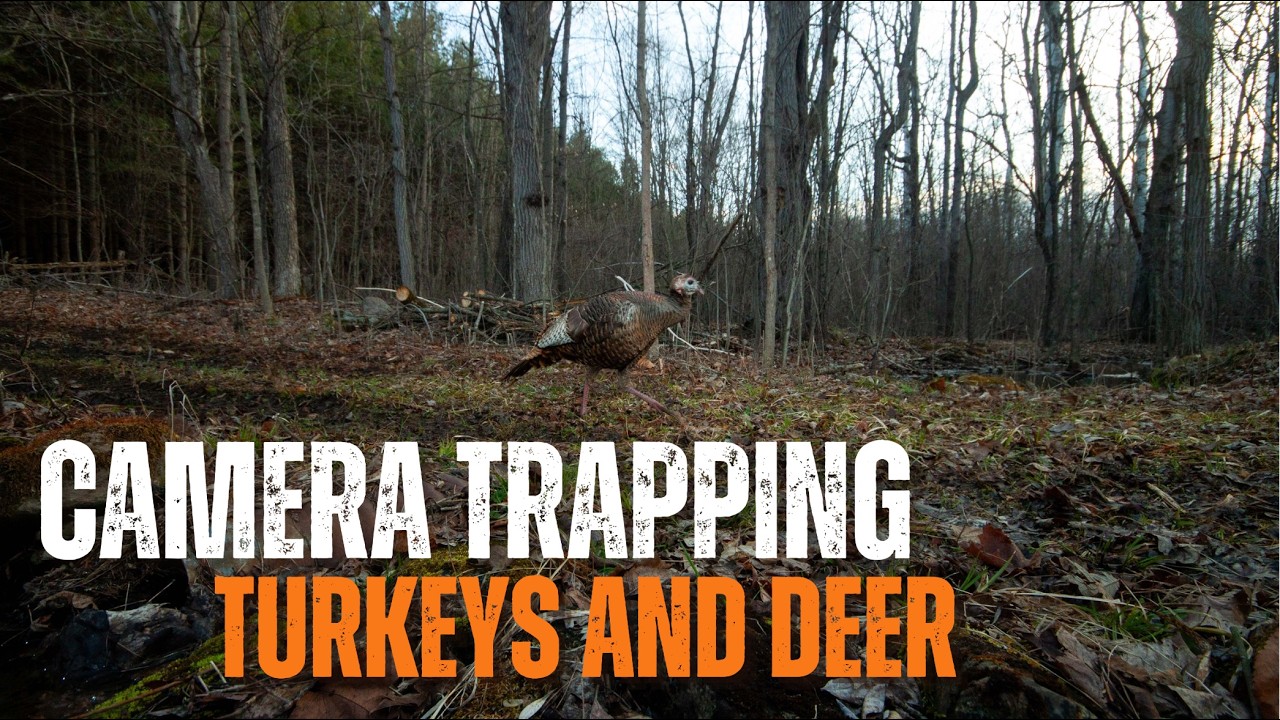Camera Trapping - Turkeys & Deer