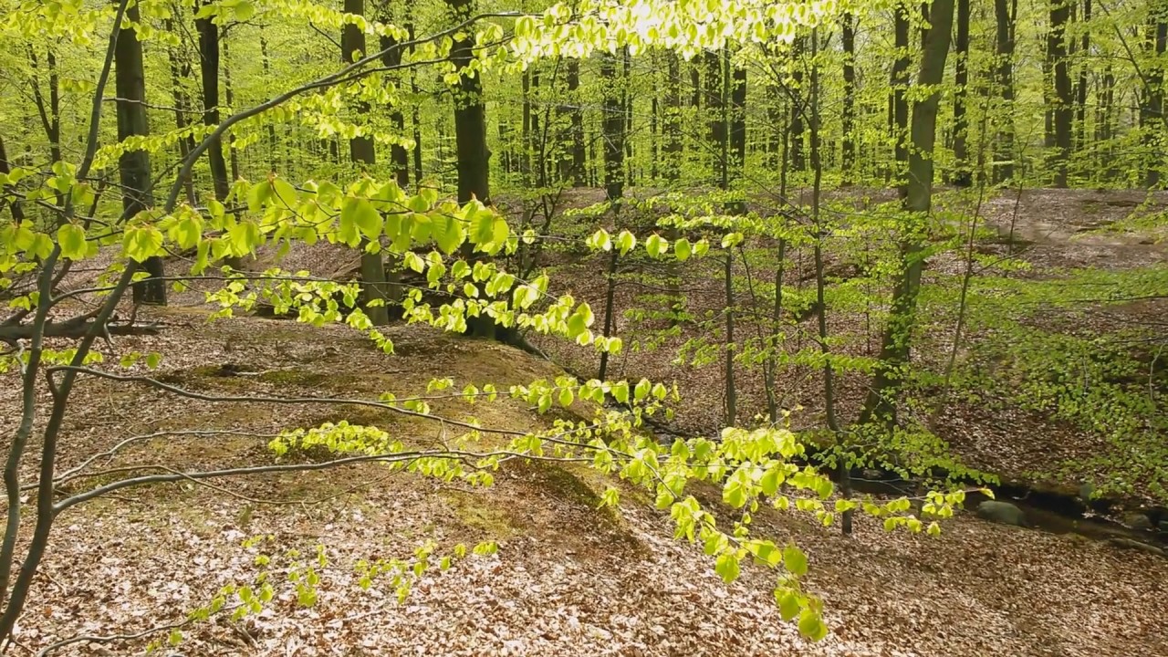 Green spring forest Denmark, european beech, fagus sylvatica, b&oslash;geskoven i maj