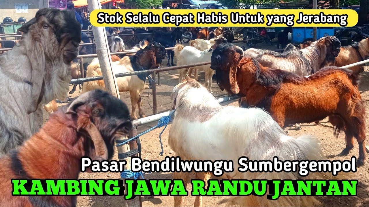 STOK JERABANG SELALU CEPAT HABIS‼️KAMBING JAWA RANDU JANTAN 