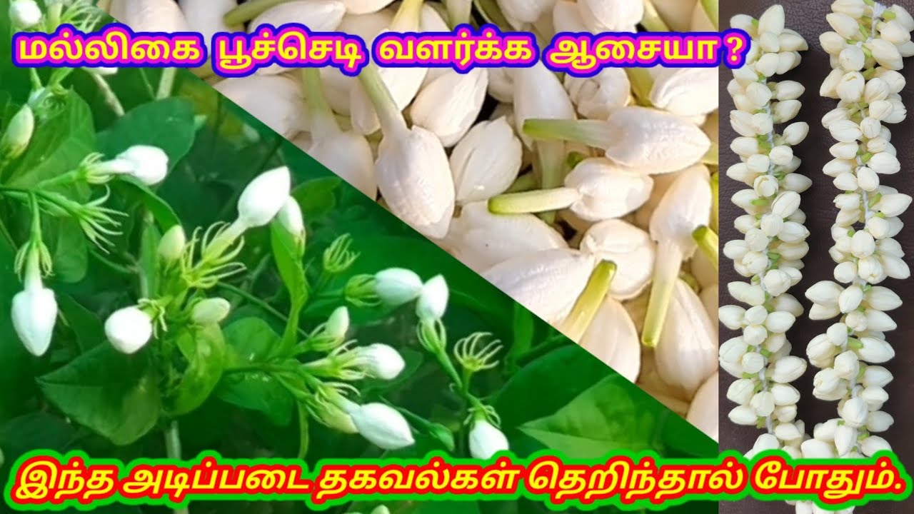 குண்டு மல்லி பூ செடி வளர்ப்பு | Jasmine plant growing tips | Kundu malli poo chedi tips tamil