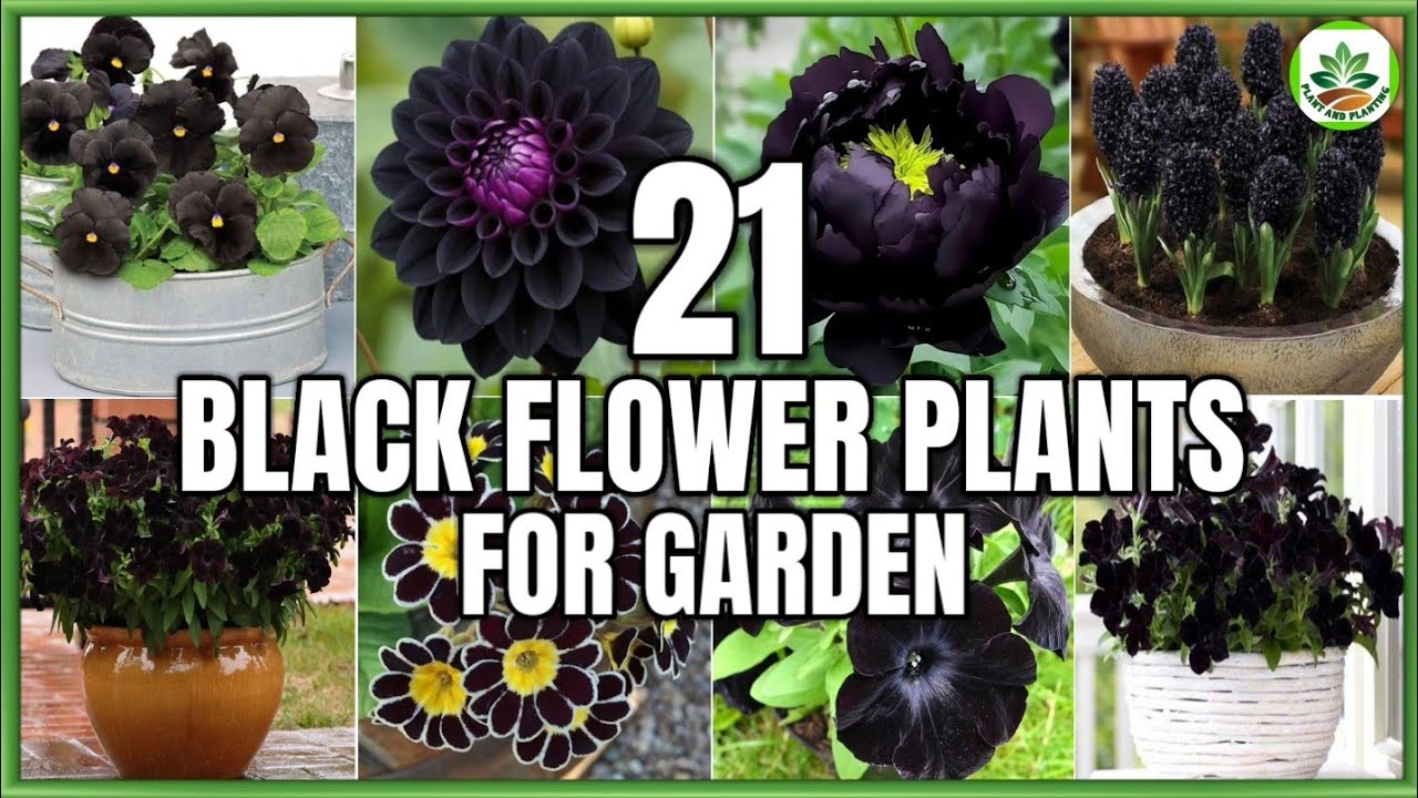 21 Best Black Flower Plants for Garden | Black Flower Plants Identification | Plant and Planting