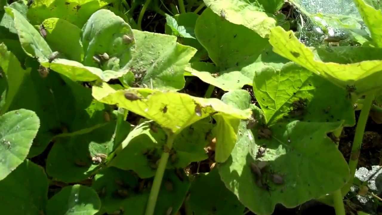 How to KILL Squash Bugs and Cucumber Beetles                    ERADICATED