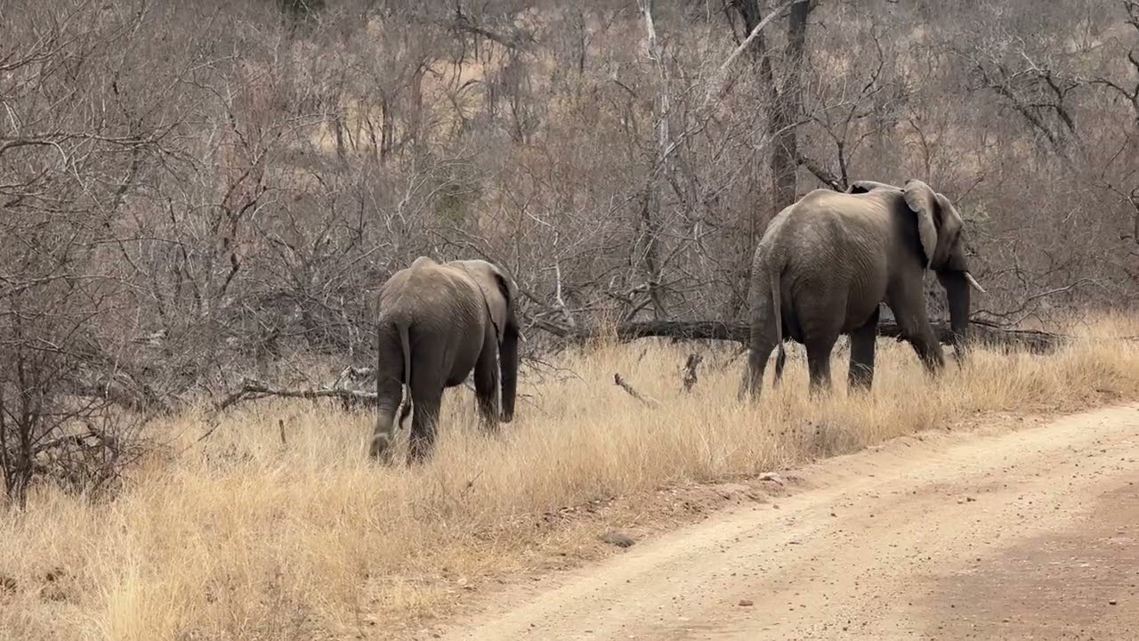 Just a typical morning encounter, while on safari!