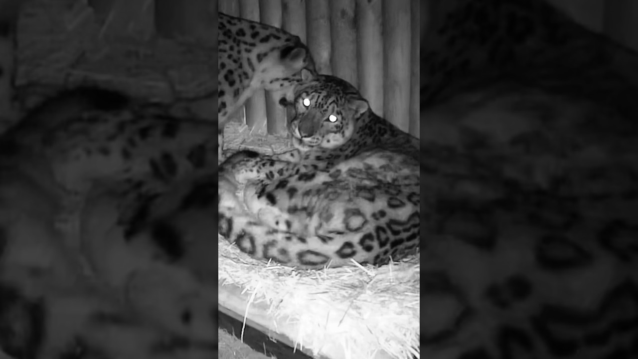 A pregnant leopardess has a perfect husband🥰🥰🥰#love #animals #leopard