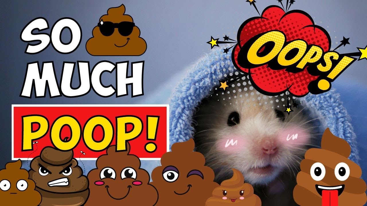 Why Does My Hamster Poop So Much?💩 Should You Worry?