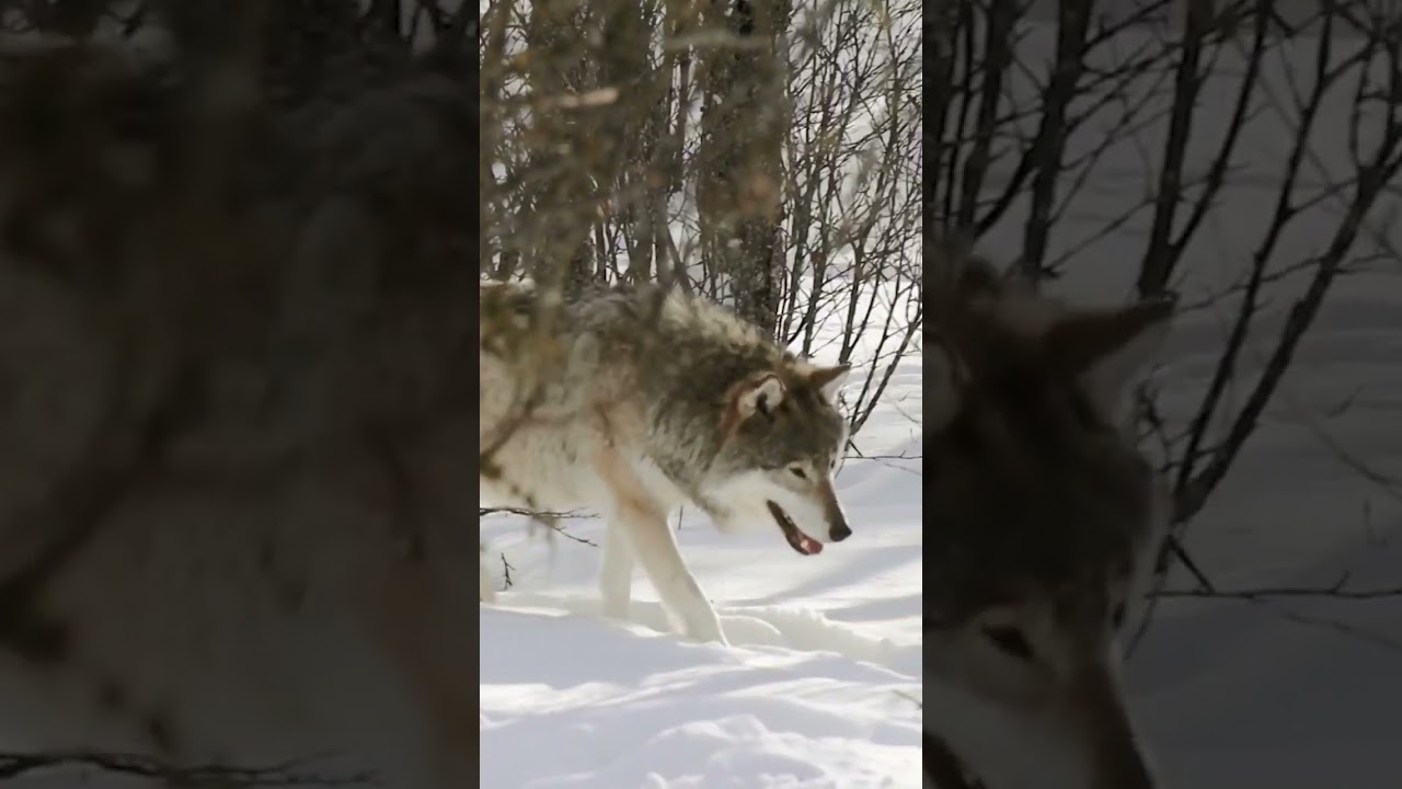 A Wolf walking on snow in the forest