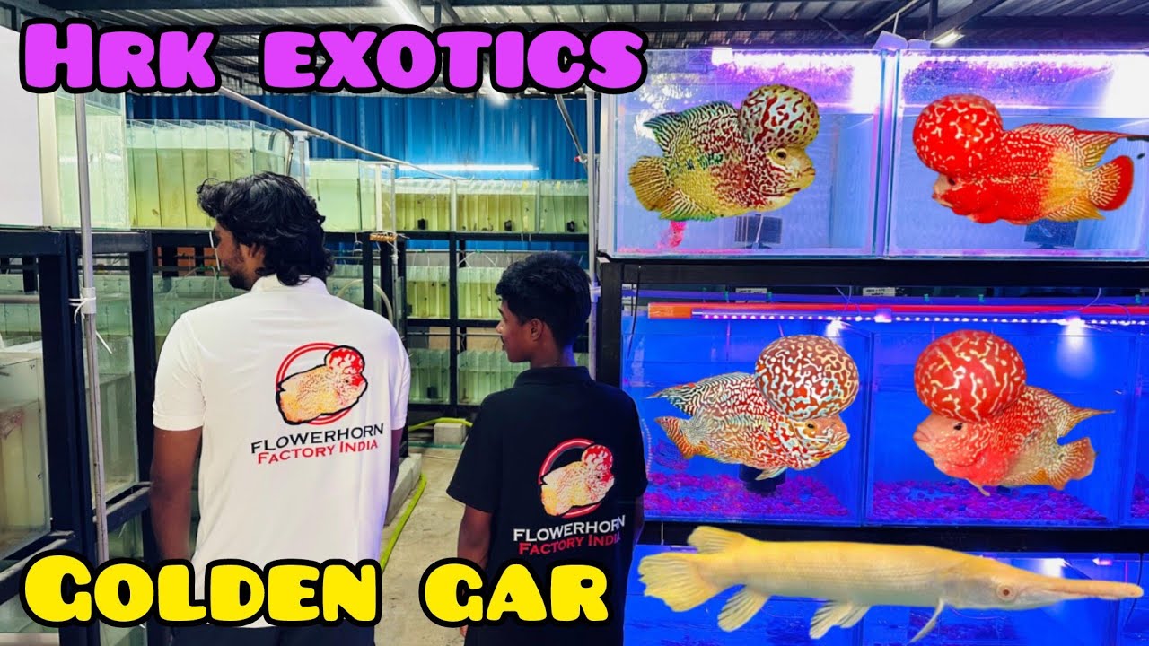 Kamfa | srd | kml | golden Alligator gar | srm | veija | hrk exotics by flowerhorn factory india