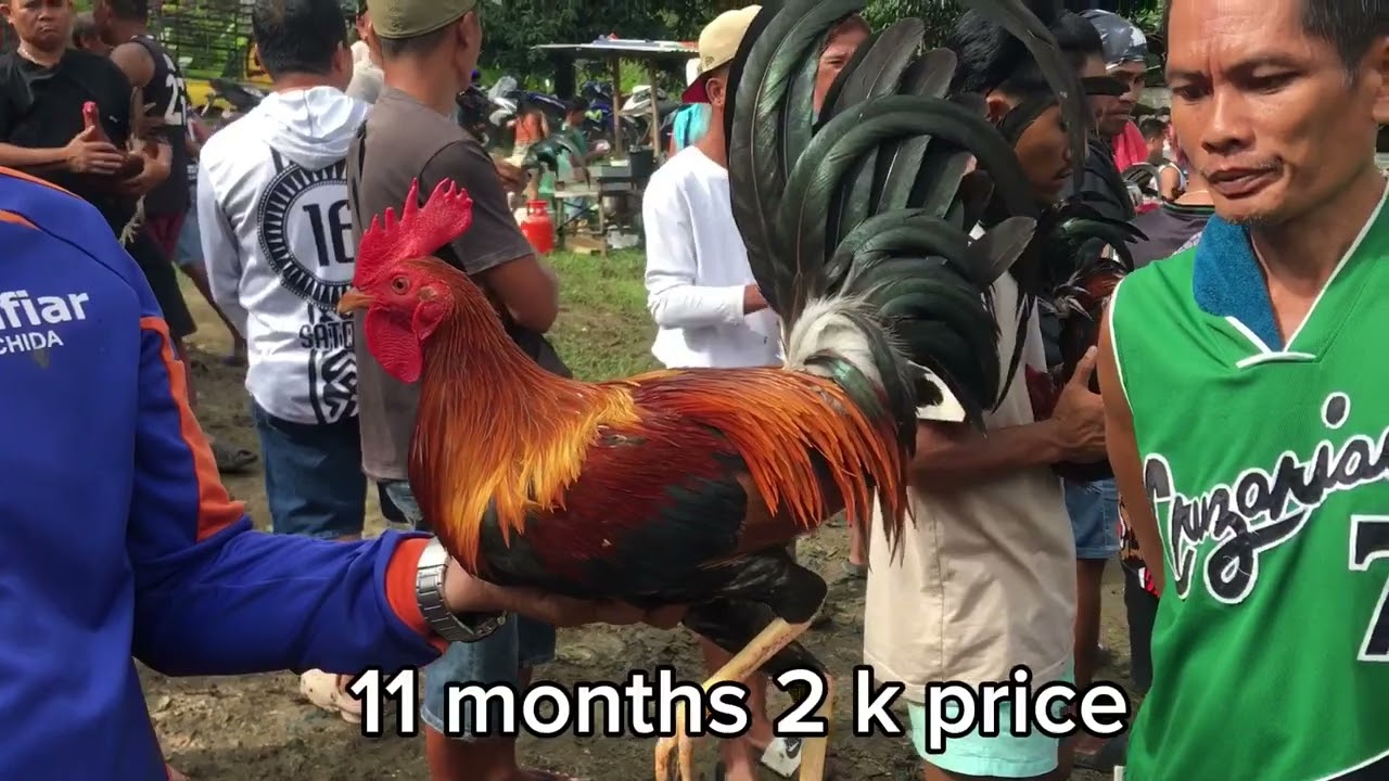 LUGAR NA MARAMING BAKA AT MANOK MANTALUNGON CEBU