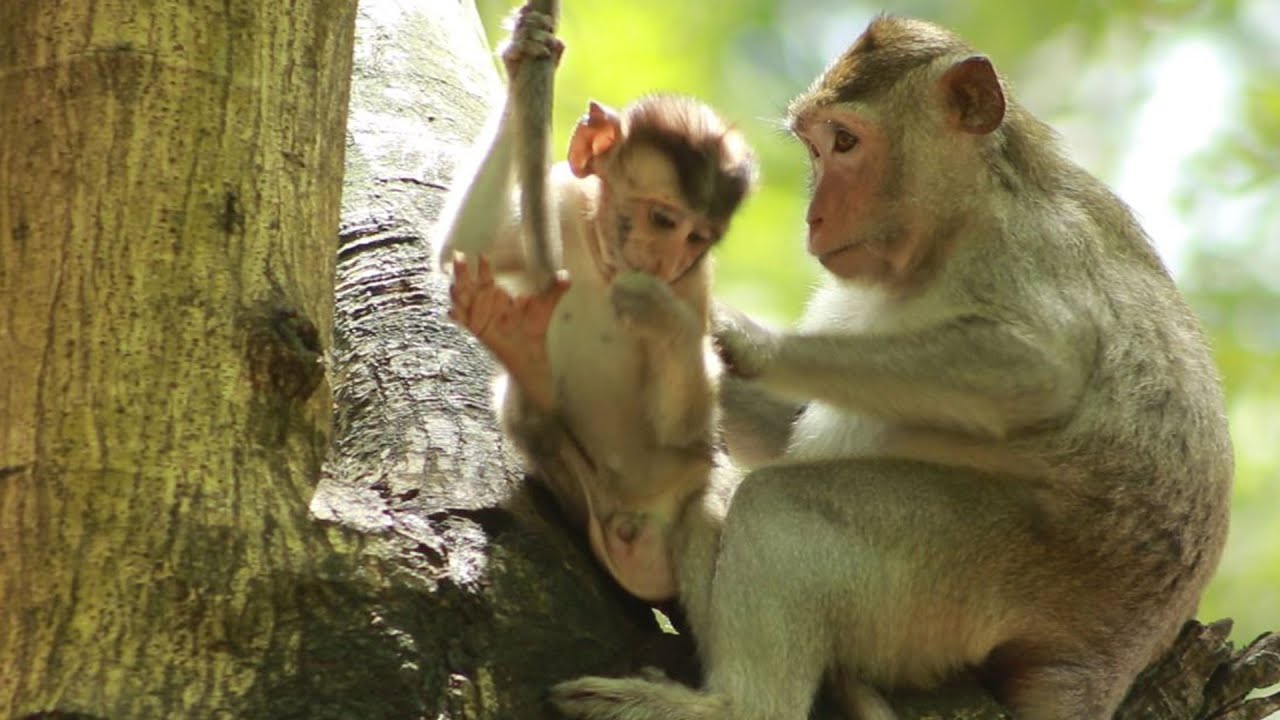 Piper And Peck Monkey  on July18-2022,G-Maz..461..Amber