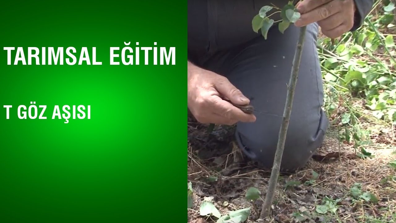Tarımsal Eğitim - T Göz Aşısı