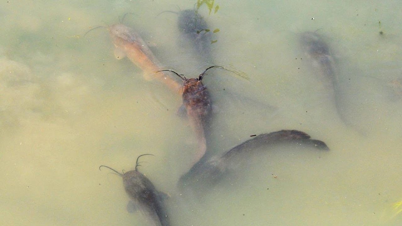 CARA MENGHILANGKAN BAU AIR KOLAM LELE