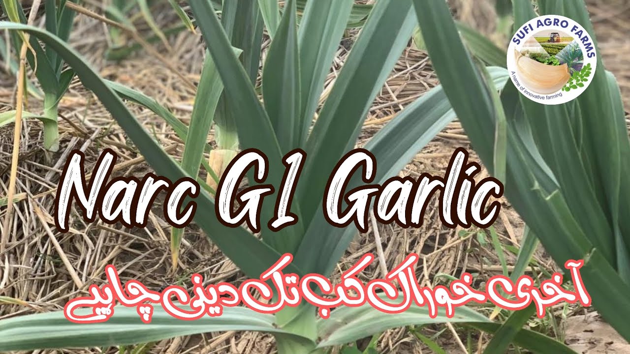 نارک جی ون گارلک کو آخری خوراک کب تک دینی ہے | Narc G1 Garlic | Sufi Agro Farms